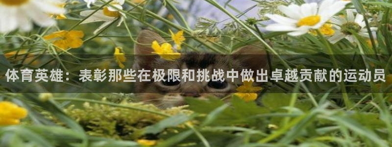 熊猫体育在线