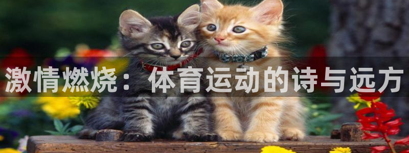 熊猫体育app官方下载最新版：激情燃烧：体育运动的诗与远方