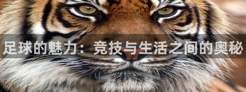 成都金熊猫体育：足球的魅力：竞技与生活之间的奥秘